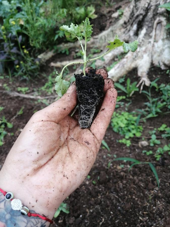 Cecropia La Fortuna