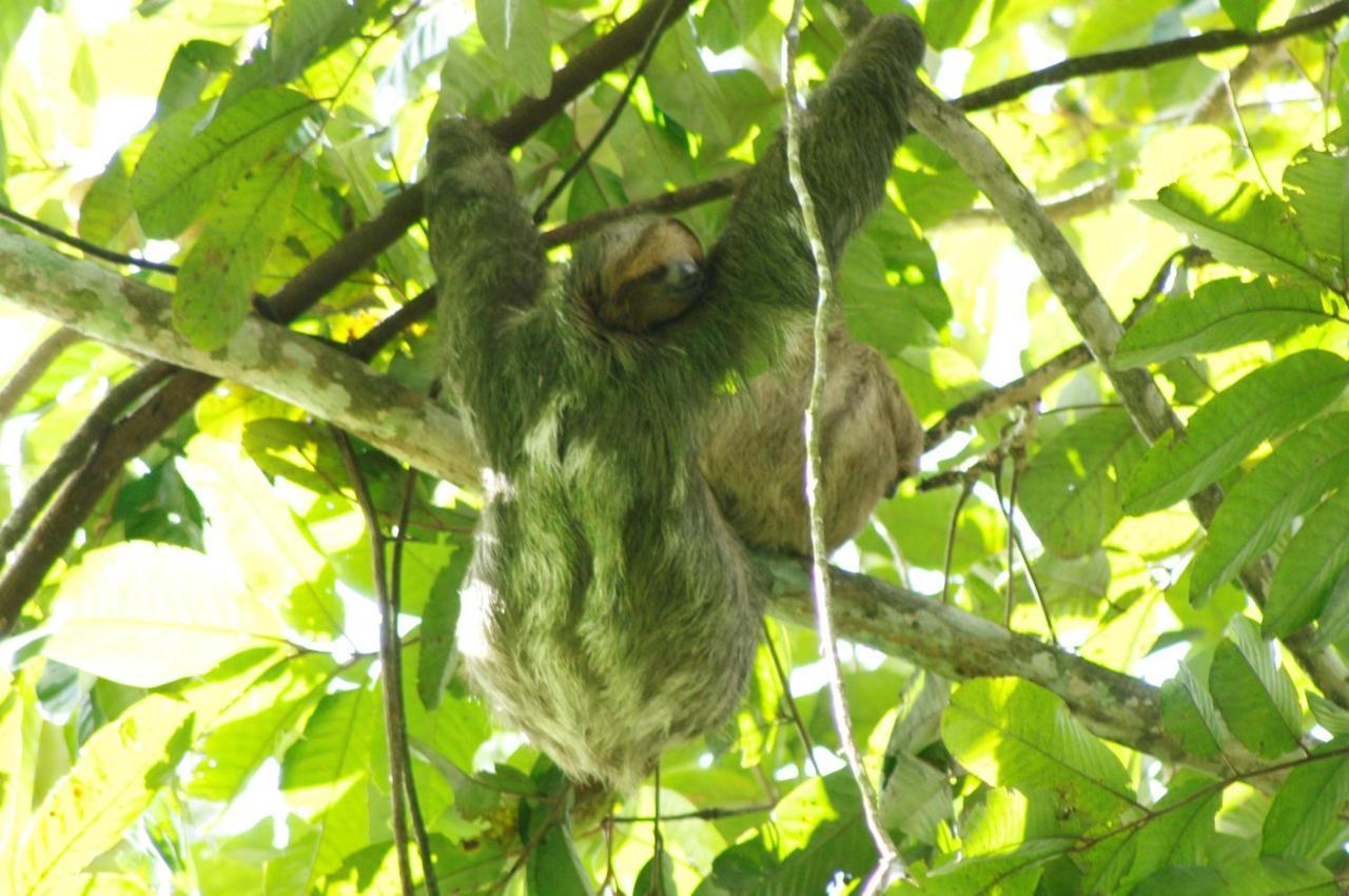 Lodge Cecropia Ecolodge La Fortuna