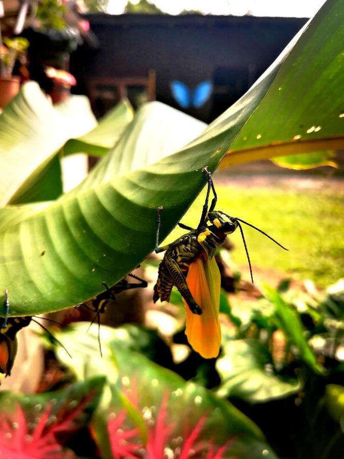 Lodge Cecropia Ecolodge *