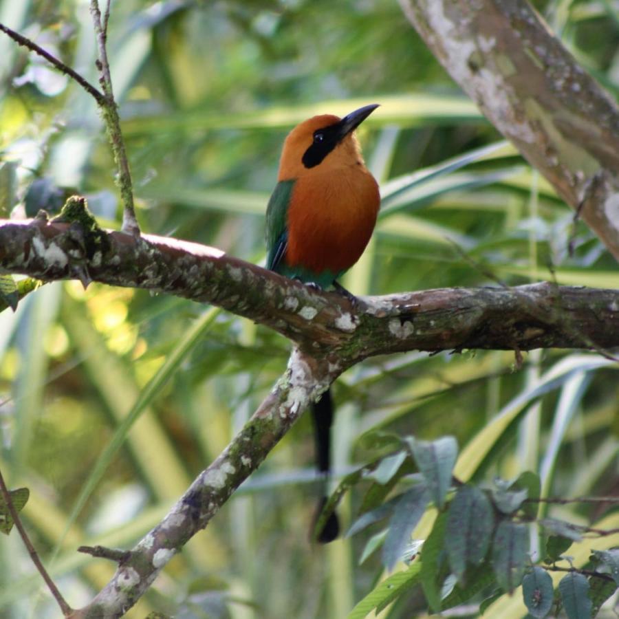 Cecropia Ecolodge Lodge