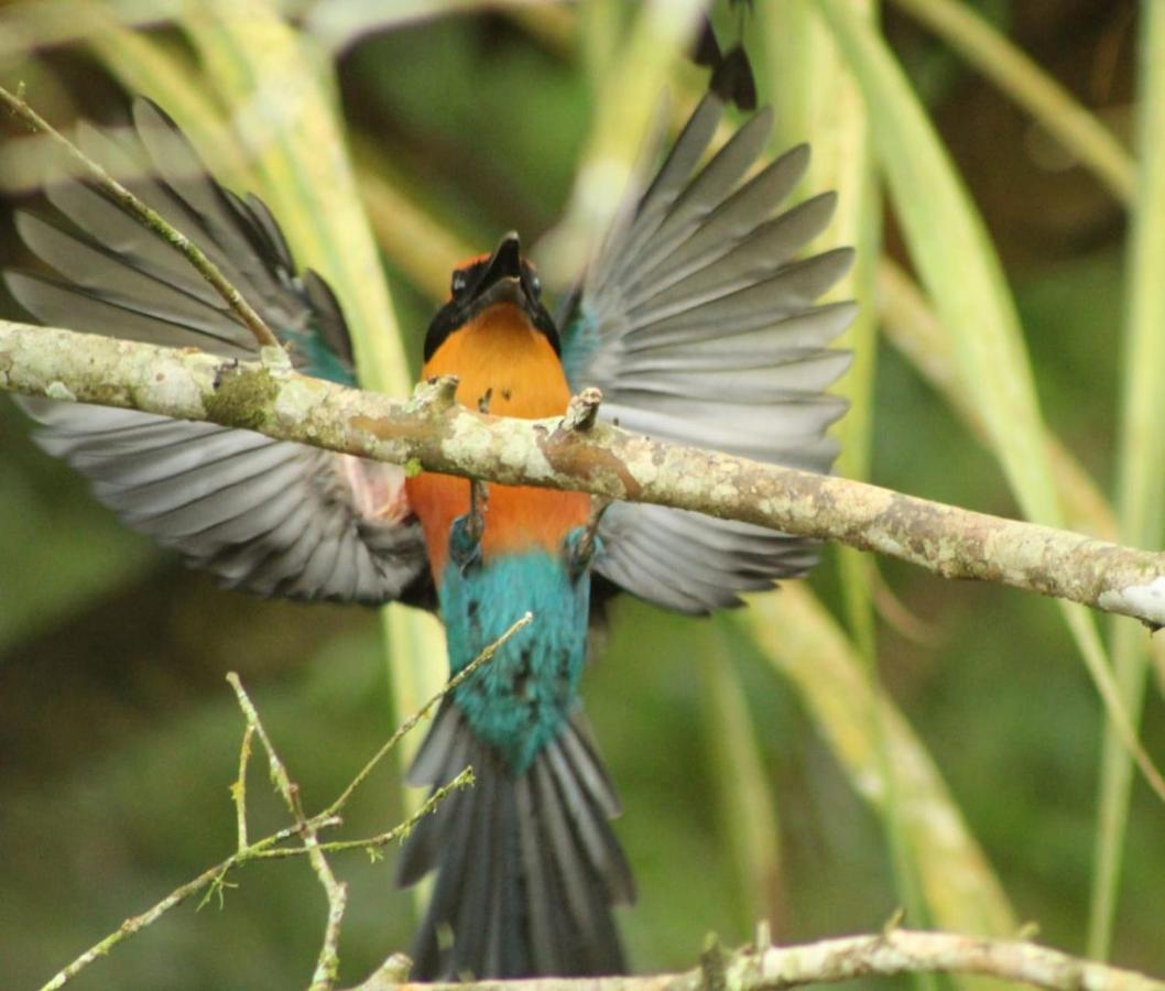 Cecropia Ecolodge