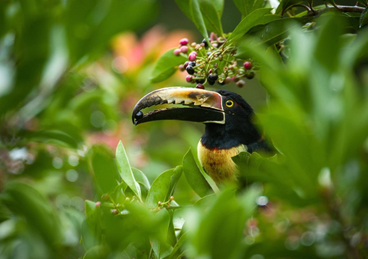 Lodge Cecropia Ecolodge *