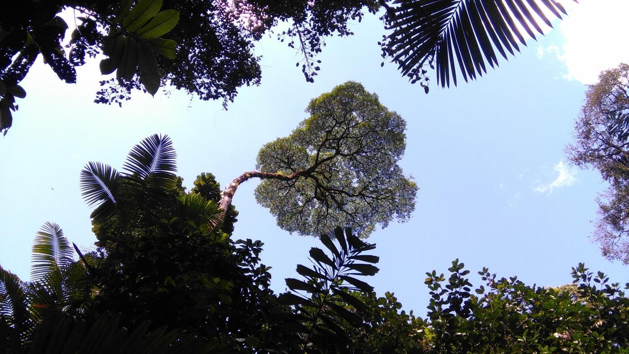 Cecropia Ecolodge * La Fortuna