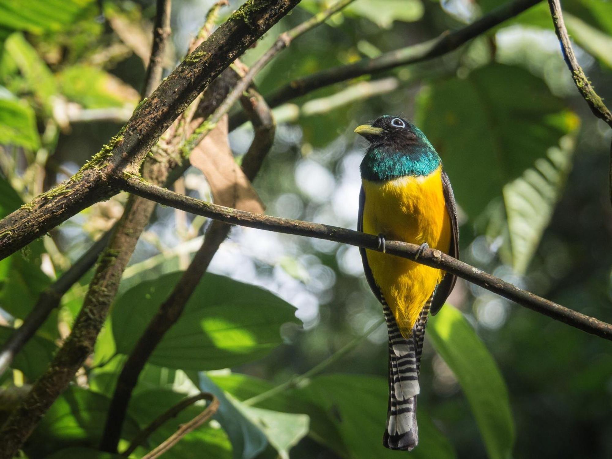 Cecropia Ecolodge Lodge