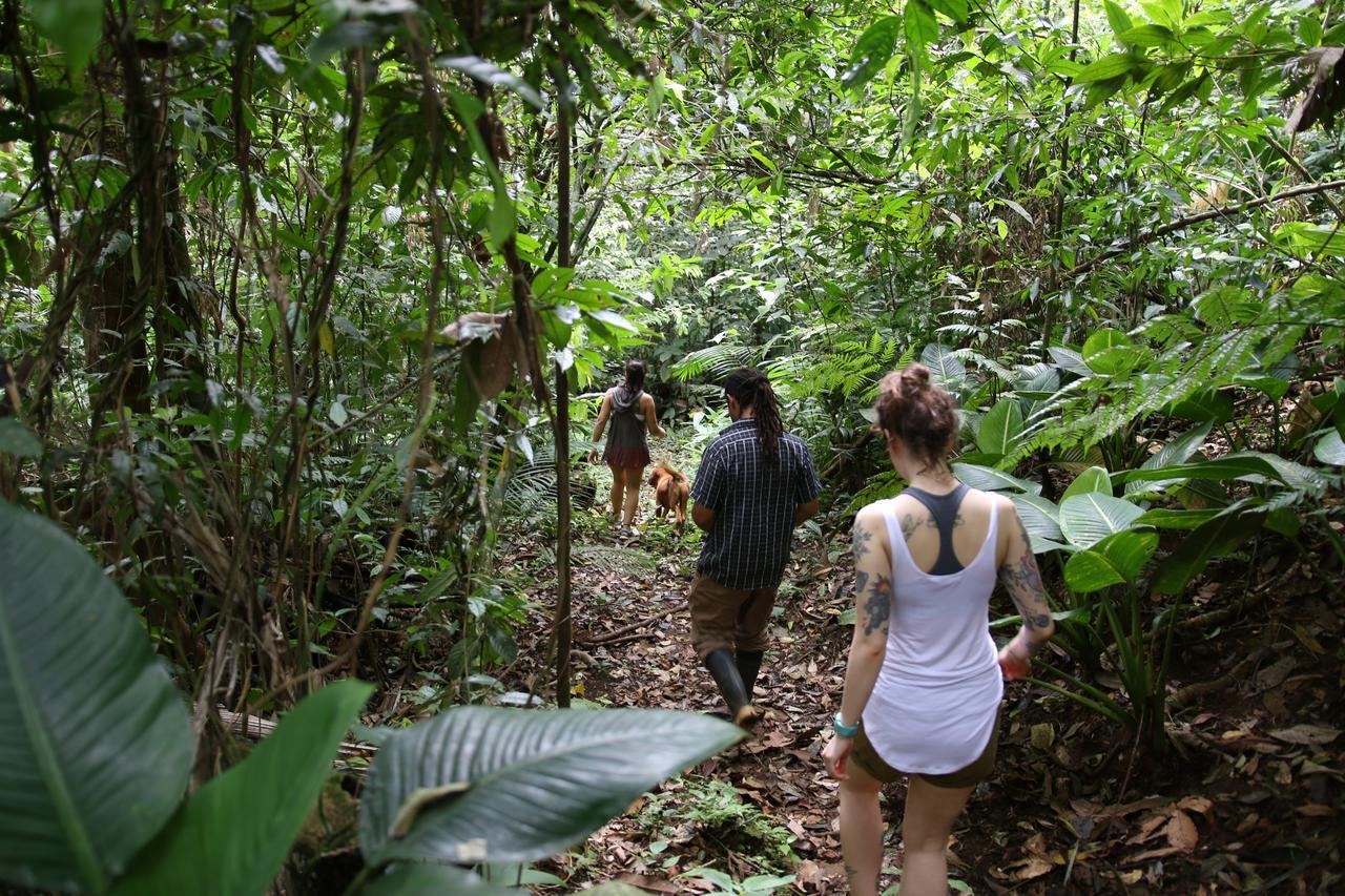 Cecropia Ecolodge *