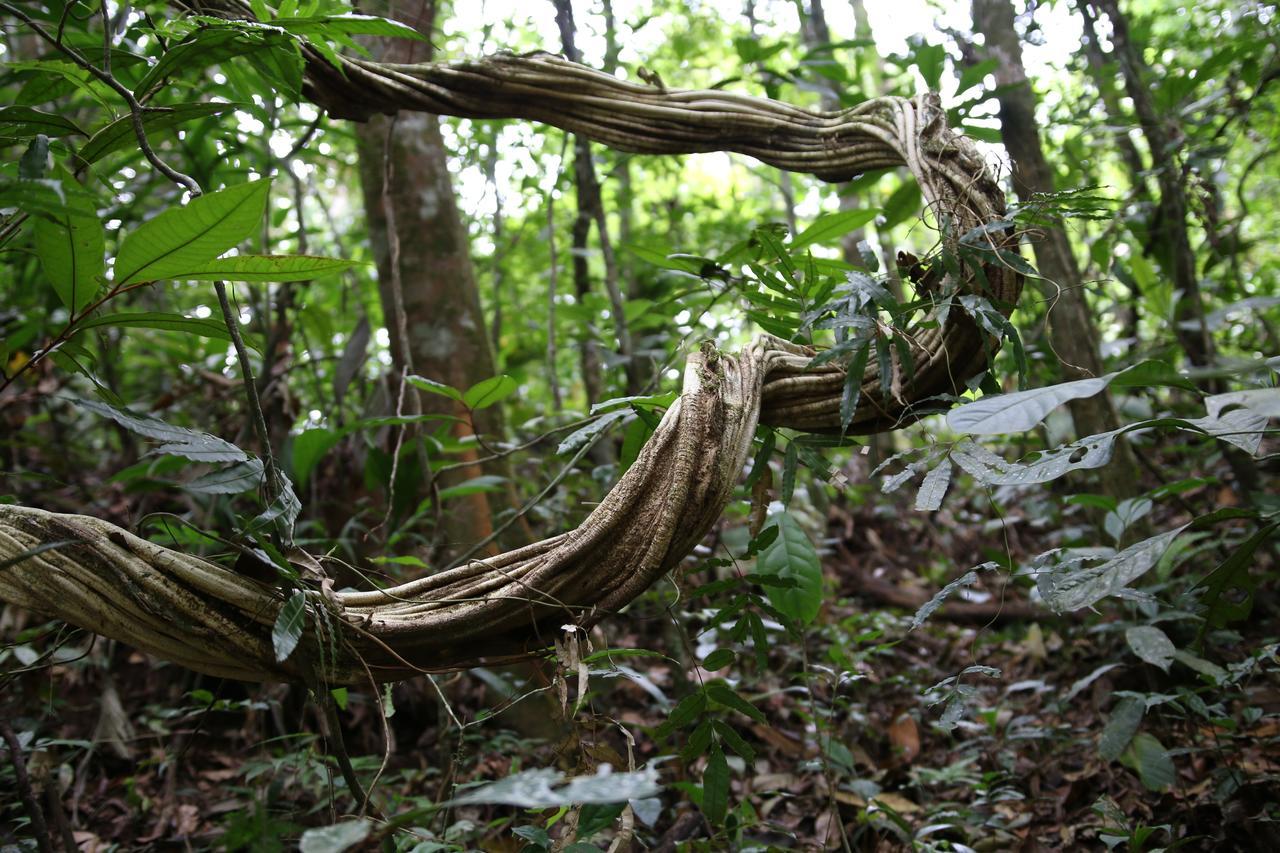 Lodge Cecropia Ecolodge *