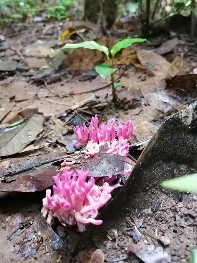 Cecropia La Fortuna